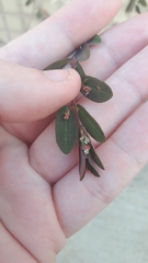 Euphorbia hypericifolia