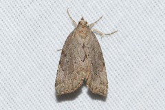 Cutina albopunctella