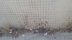 Euphorbia hypericifolia