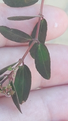 Euphorbia hypericifolia