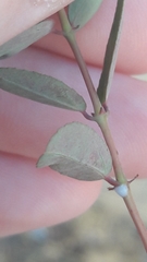 Euphorbia hypericifolia