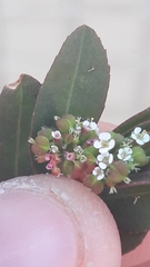Euphorbia hypericifolia
