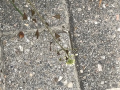 Capsella bursa-pastoris