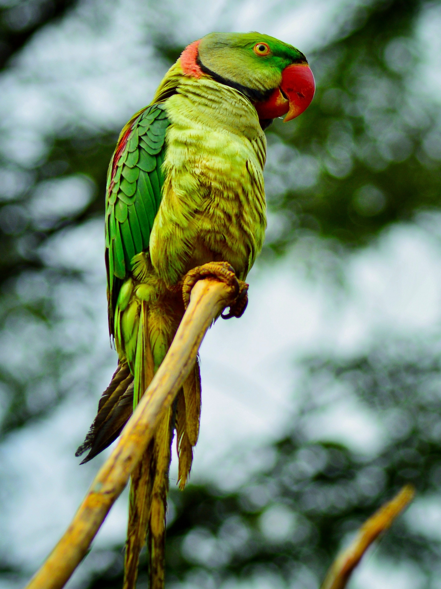 Alexandrine Parakeet