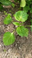 Perilla frutescens