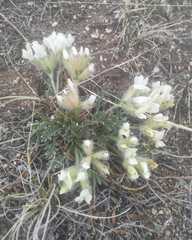 Oxytropis peschkovae