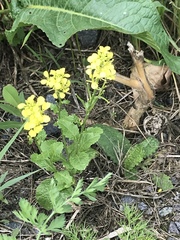 Rhamphospermum arvense