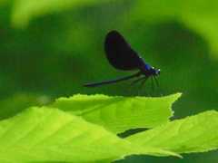 Calopteryx maculata
