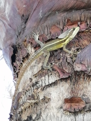 Basiliscus vittatus