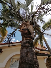 Basiliscus vittatus