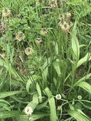 Plantago lanceolata