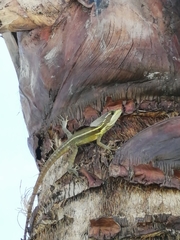 Basiliscus vittatus