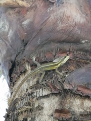 Basiliscus vittatus