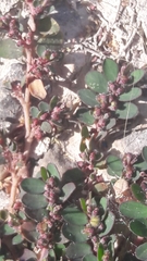 Euphorbia prostrata