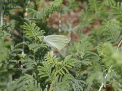 Pieris rapae