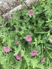 Trifolium pratense