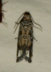 Epiblema abruptana
