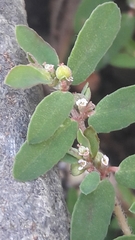 Euphorbia maculata