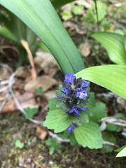 Ajuga genevensis