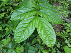 Calpocalyx aubrevillei