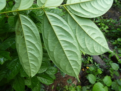 Calpocalyx aubrevillei