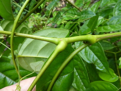 Calpocalyx aubrevillei