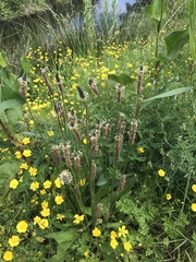 Plantago lanceolata