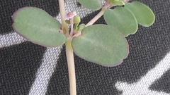 Euphorbia serpens