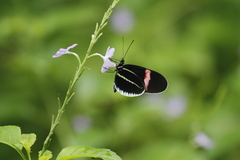 Heliconius erato cyrbia