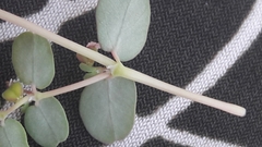 Euphorbia serpens