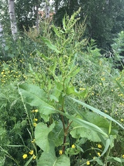 Rumex