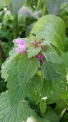 Lamium purpureum