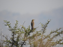 Macronyx capensis colletti