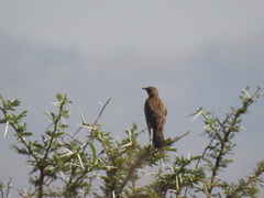 Macronyx capensis colletti