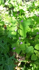 Lamium purpureum