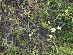 Matricaria chamomilla