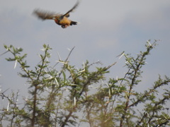 Macronyx capensis colletti