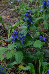 Ajuga genevensis