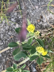 Medicago lupulina