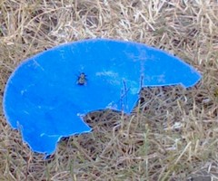 Insecta