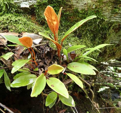 Begonia fusicarpa image