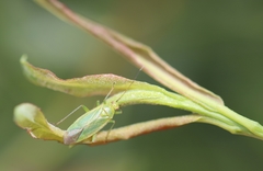 Orthotylus marginalis