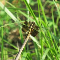 Libellula luctuosa