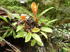 Image of Begonia fusicarpa