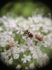 Micropterix aureatella