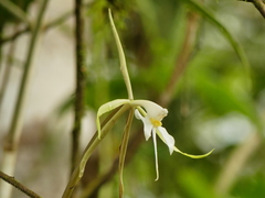 Epidendrum macroophorum