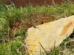 Arigomphus