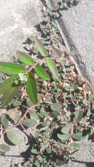 Euphorbia hypericifolia