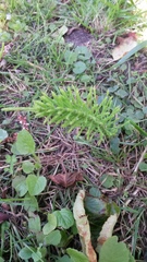 Equisetum arvense