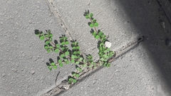 Euphorbia serpens